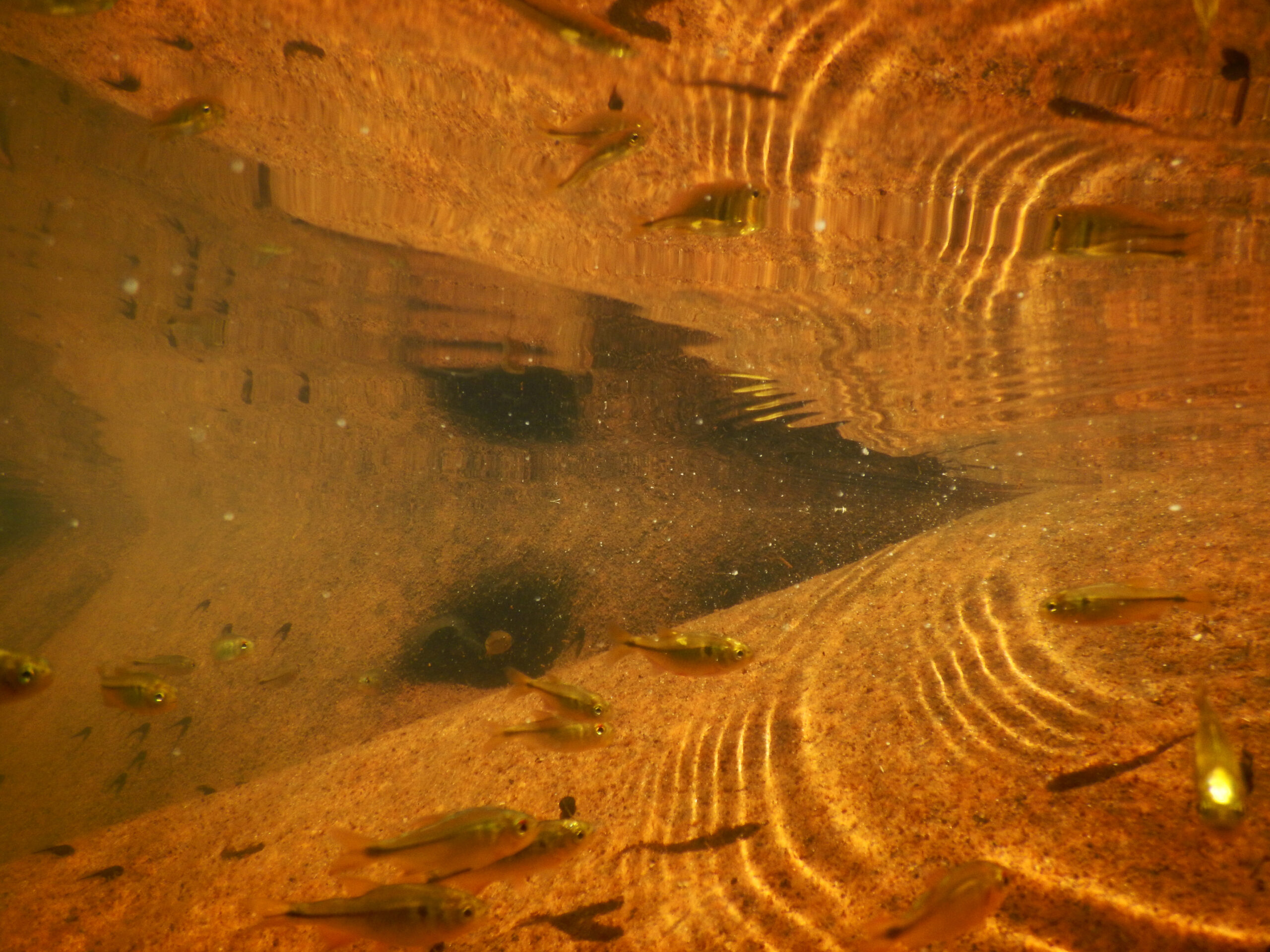 O Reflexo de Mergulho e o superpoder do Nervo Vago